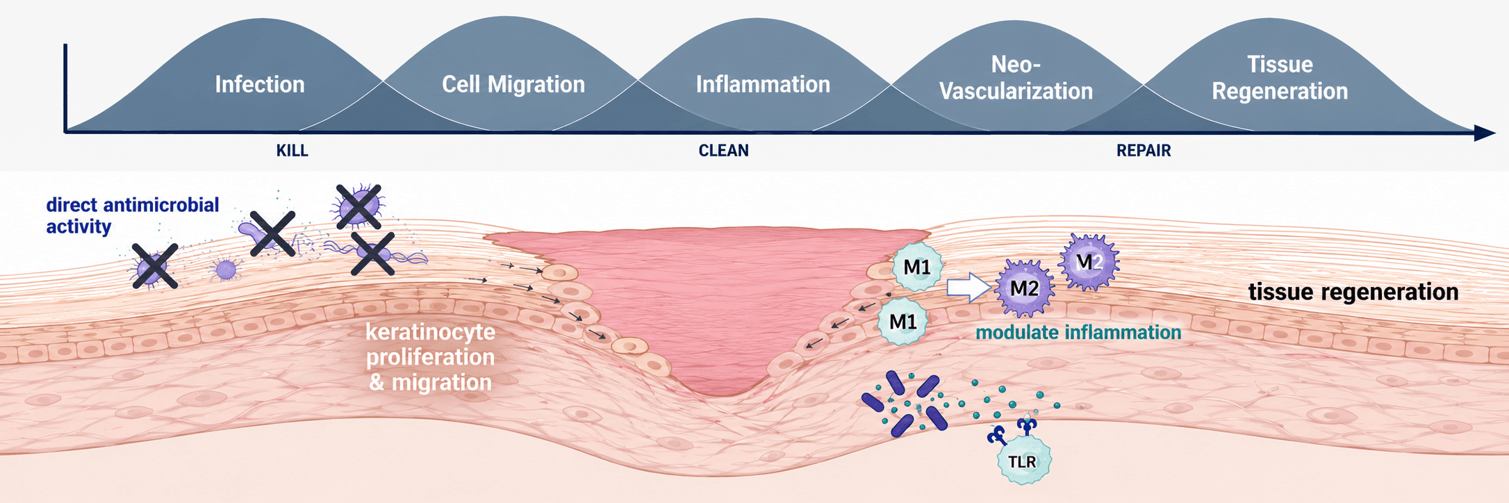 Kill, clean, and repair wound-healing biology diagram showing infection, cell migration, inflammation, neovascularization, tissue regeneration, direct antimicrobial activity, keratinocyte proliferation and migration, inflammation modulation, and tissue regeneration